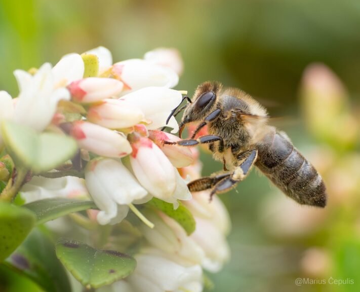 Tamsioji Europos bitė (Apis mellifera mellifera) ant žiedo Dzūkijoje.