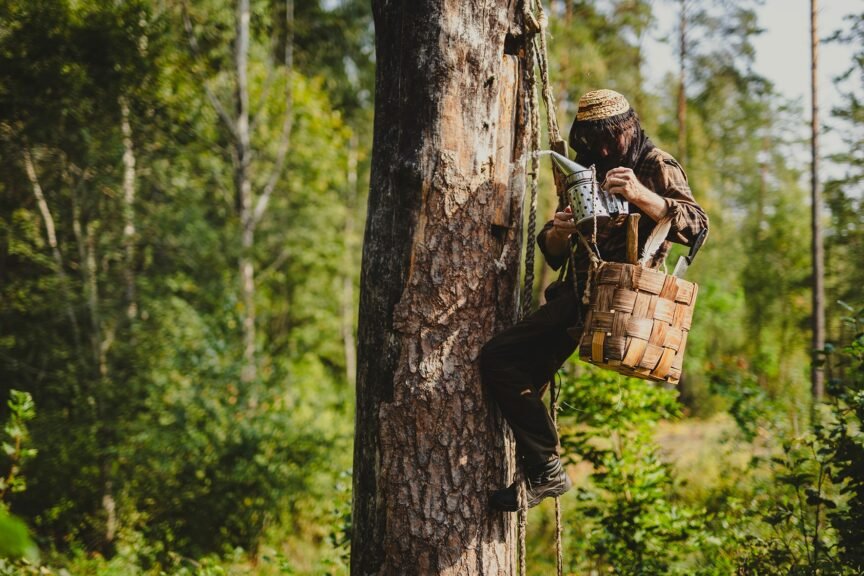 Drevinė bitininkystė Dzūkijoje - istorinė bičių laikymo tradicija.
